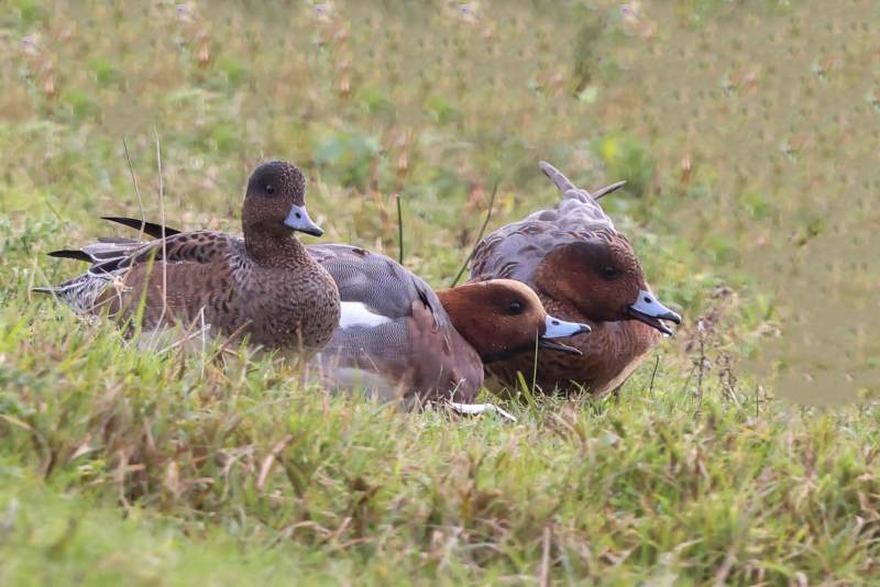 BR8A7689-Smient-Mareca-penelope-Eurasian-Wigeon-Pfeifente-Canard-siffleur-Silbon-europeo_1
