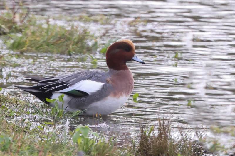 BR8A7691-Smient-Mareca-penelope-Eurasian-Wigeon-Pfeifente-Canard-siffleur-Silbon-europeo_1