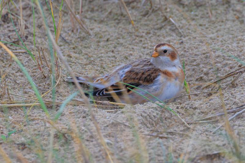BR8A9244-Sneeuwgors-Plectrophenax-nivalis-Snow-Bunting-Schneeammer-Plectrophane-des-neiges-Escribano-nival_1