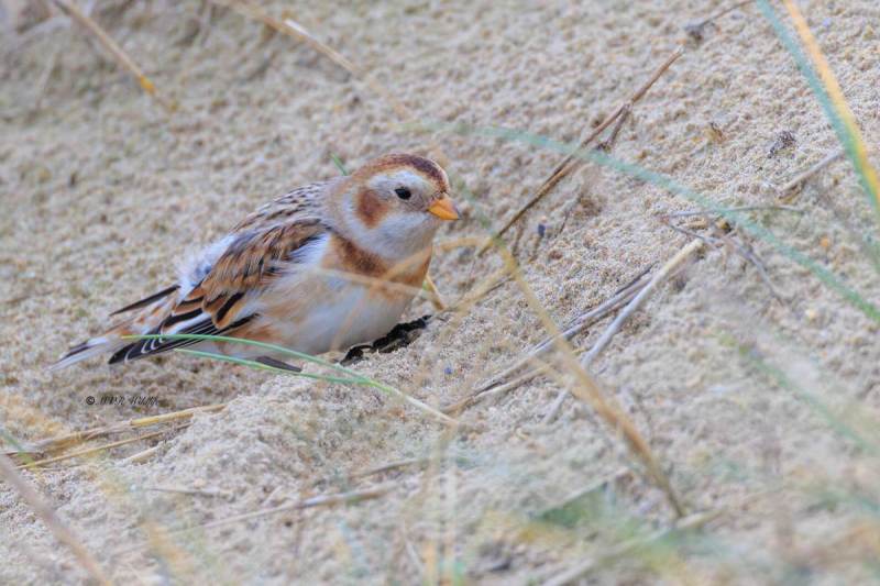 BR8A9271-Sneeuwgors-Plectrophenax-nivalis-Snow-Bunting-Schneeammer-Plectrophane-des-neiges-Escribano-nival_1