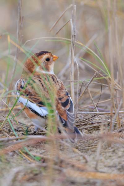 BR8A9314-Sneeuwgors-Plectrophenax-nivalis-Snow-Bunting-Schneeammer-Plectrophane-des-neiges-Escribano-nival_1
