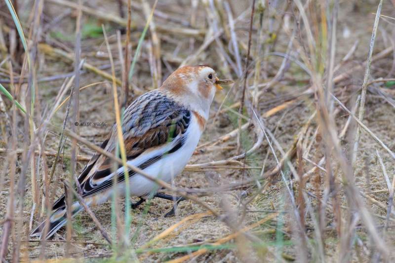 BR8A9340-Sneeuwgors-Plectrophenax-nivalis-Snow-Bunting-Schneeammer-Plectrophane-des-neiges-Escribano-nival_1