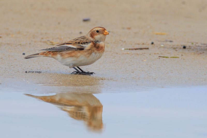 BR8A9496-Sneeuwgors-Plectrophenax-nivalis-Snow-Bunting-Schneeammer-Plectrophane-des-neiges-Escribano-nival_1