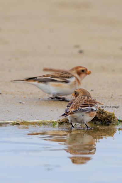 BR8A9507-Sneeuwgors-Plectrophenax-nivalis-Snow-Bunting-Schneeammer-Plectrophane-des-neiges-Escribano-nival_1