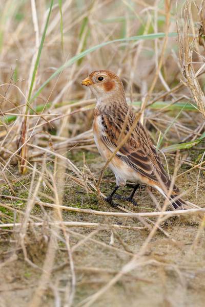BR8A9540-Sneeuwgors-Plectrophenax-nivalis-Snow-Bunting-Schneeammer-Plectrophane-des-neiges-Escribano-nival_1