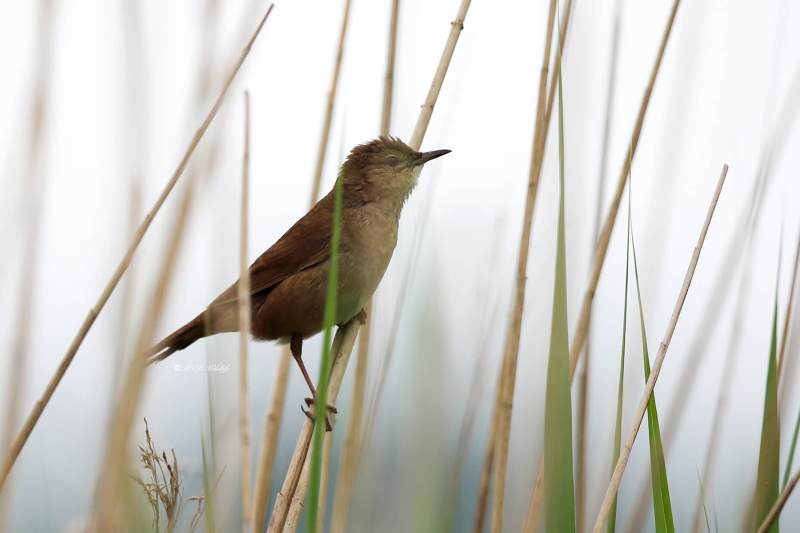B65A2872-Snor-Savis-Warbler-Rohrschwirl-Locustelle-luscinioide-Buscarla-unicolor_1