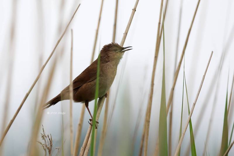 B65A2873-Snor-Savis-Warbler-Rohrschwirl-Locustelle-luscinioide-Buscarla-unicolor_1