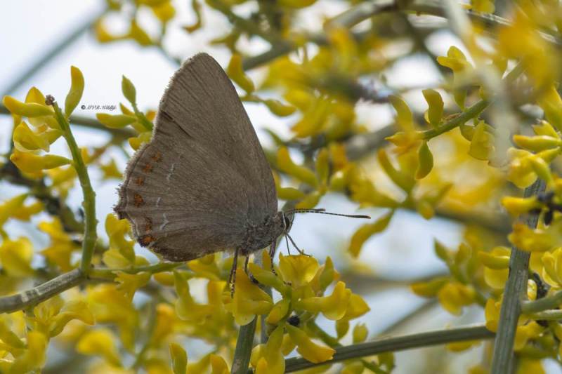 5X8A1611-Spaanse-eikenpage-Satyrium-esculi-False-Ilex-Hairstreak-Sudlicher-Thecle-du-kermes-Querquera_1