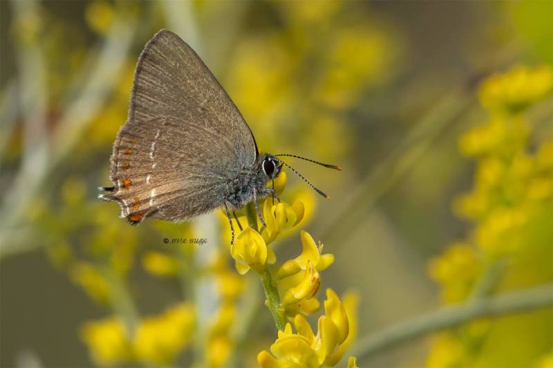 5X8A1757-Spaanse-eikenpage-Satyrium-esculi-False-Ilex-Hairstreak-Sudlicher-Thecle-du-kermes-Querquera_1