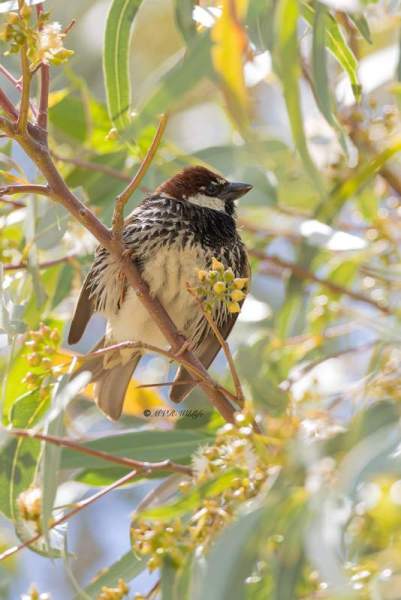 0N0A9602-Spaanse-Mus-Passer-hispaniolensis-Spanish-Sparrow-Weidensperling-Moineau-espagnol-Gorrion-moruno_1