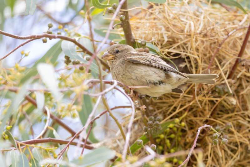 0N0A9624-Spaanse-Mus-Passer-hispaniolensis-Spanish-Sparrow-Weidensperling-Moineau-espagnol-Gorrion-moruno_1