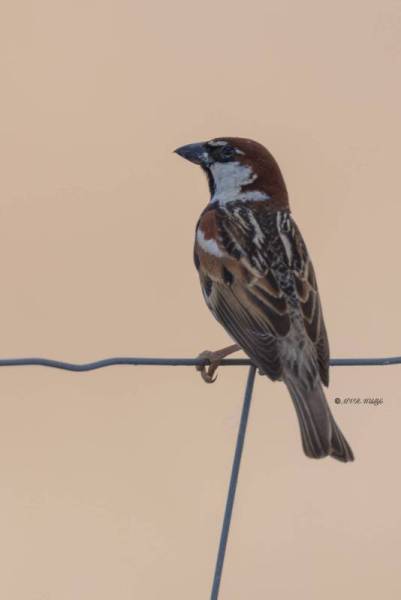 0N0A9745-Spaanse-Mus-Passer-hispaniolensis-Spanish-Sparrow-Weidensperling-Moineau-espagnol-Gorrion-moruno_1