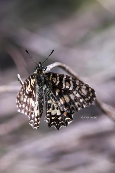 BR8A3402-Spaanse-Pijpbloemvlinder-Zerynthia-rumina-Spanish-Festoon_1
