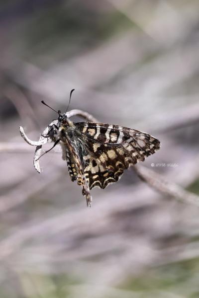 BR8A3412-Spaanse-Pijpbloemvlinder-Zerynthia-rumina-Spanish-Festoon_1