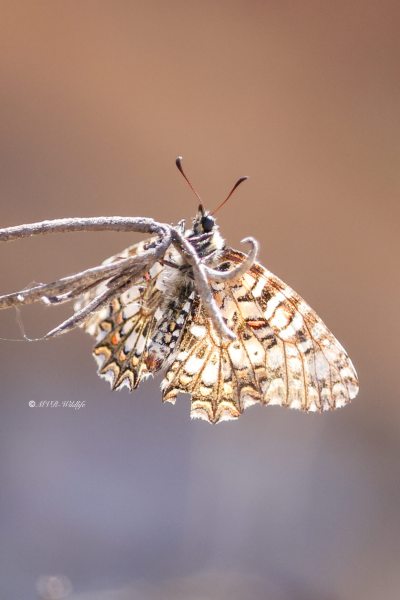 BR8A3419-Spaanse-Pijpbloemvlinder-Zerynthia-rumina-Spanish-Festoon_1