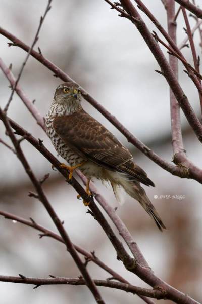 BR8A0405-Sperwer-Eurasian-Sparrowhawk-Sperber-Epervier-dEurope-Gavilan-comun_1