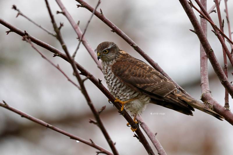 BR8A0414-Sperwer-Eurasian-Sparrowhawk-Sperber-Epervier-dEurope-Gavilan-comun_1