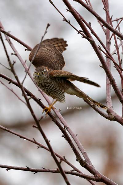 BR8A0418-Sperwer-Eurasian-Sparrowhawk-Sperber-Epervier-dEurope-Gavilan-comun_1