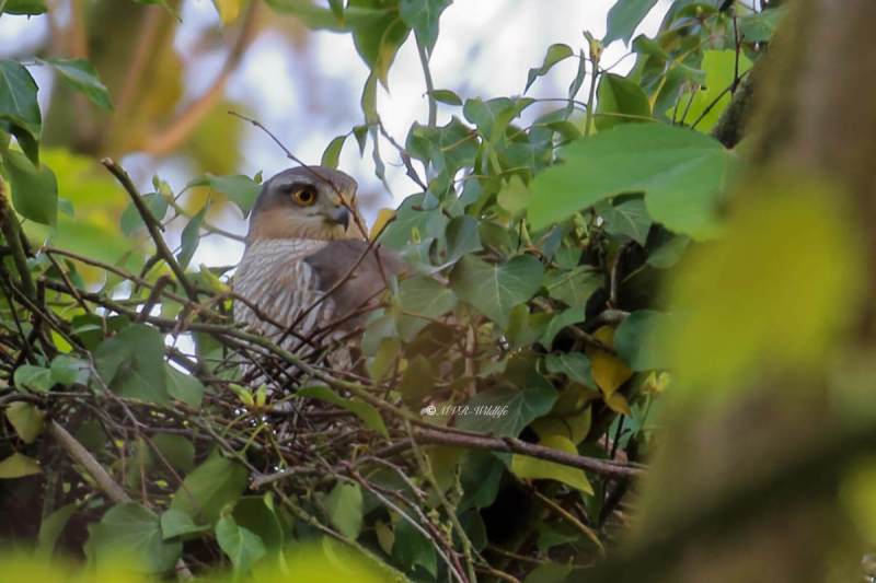 IMG_3897-Sperwer-Eurasian-Sparrowhawk-Sperber-Epervier-dEurope-Gavilan-comun_1