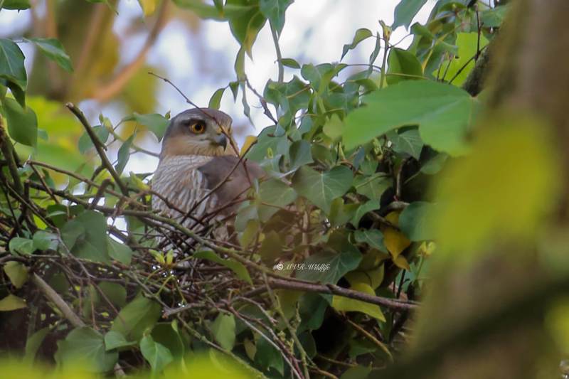 IMG_3897-Sperwer-Eurasian-Sparrowhawk-Sperber-Epervier-dEurope-Gavilan-comun_1