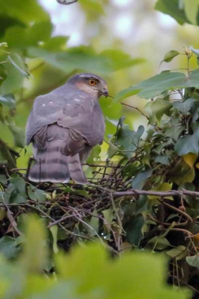 IMG_3978-Sperwer-Eurasian-Sparrowhawk-Sperber-Epervier-dEurope-Gavilan-comun_1