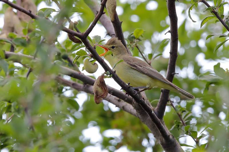 B65A5818-Spotvogel-Icterine-Warbler-Gelbspotter-Hypolais-icterine-Zarcero-icterino_1