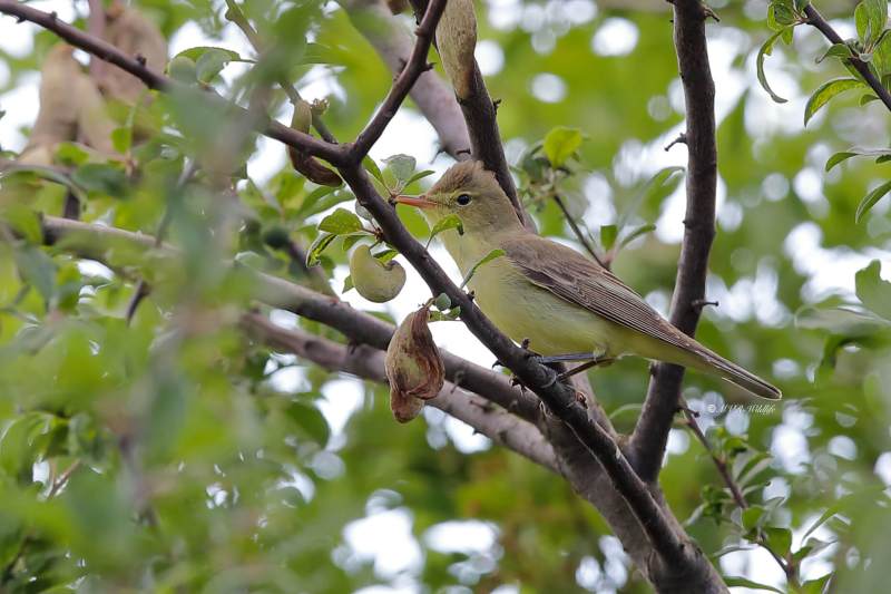 B65A5820-Spotvogel-Icterine-Warbler-Gelbspotter-Hypolais-icterine-Zarcero-icterino_1