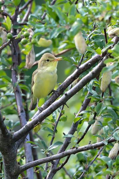 B65A5917-Spotvogel-Icterine-Warbler-Gelbspotter-Hypolais-icterine-Zarcero-icterino_1