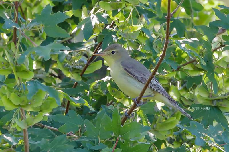 B65A5995-Spotvogel-Icterine-Warbler-Gelbspotter-Hypolais-icterine-Zarcero-icterino_1