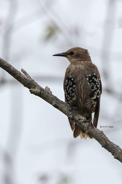 A34I0782-Spreeuw-Common-Starling-Star-Etourneau-Sansonnet-Estornino-Pinto_1