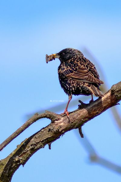 B65A0068-Spreeuw-Common-Starling-Star-Etourneau-Sansonnet-Estornino-Pinto_1