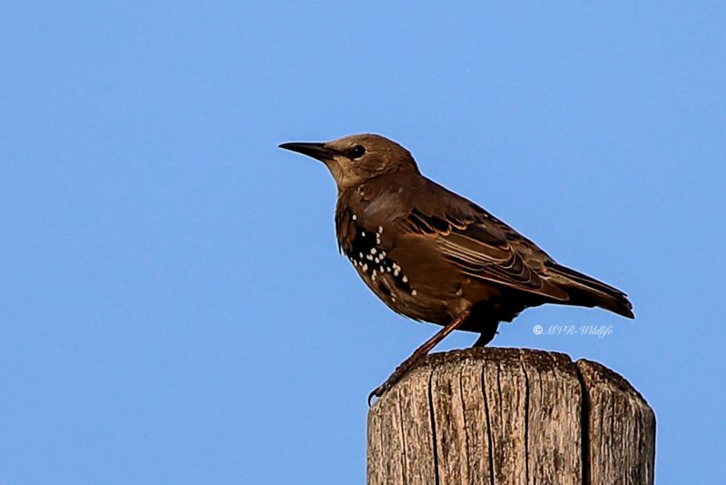 B65A2500-Spreeuw-Common-Starling-Star-Etourneau-Sansonnet-Estornino-Pinto_1