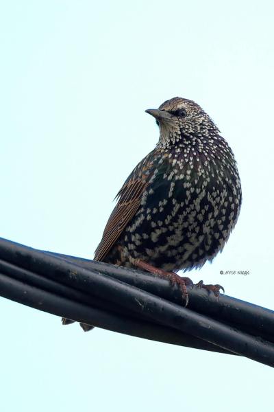 B65A4677-Spreeuw-Common-Starling-Star-Etourneau-Sansonnet-Estornino-Pinto_1