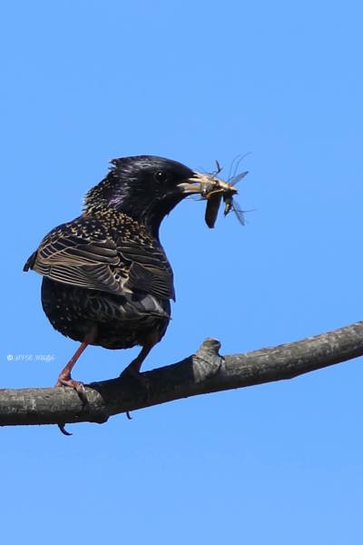 B65A9831-Spreeuw-Common-Starling-Star-Etourneau-Sansonnet-Estornino-Pinto_1