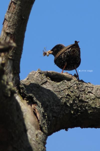 B65A9867-Spreeuw-Common-Starling-Star-Etourneau-Sansonnet-Estornino-Pinto_1