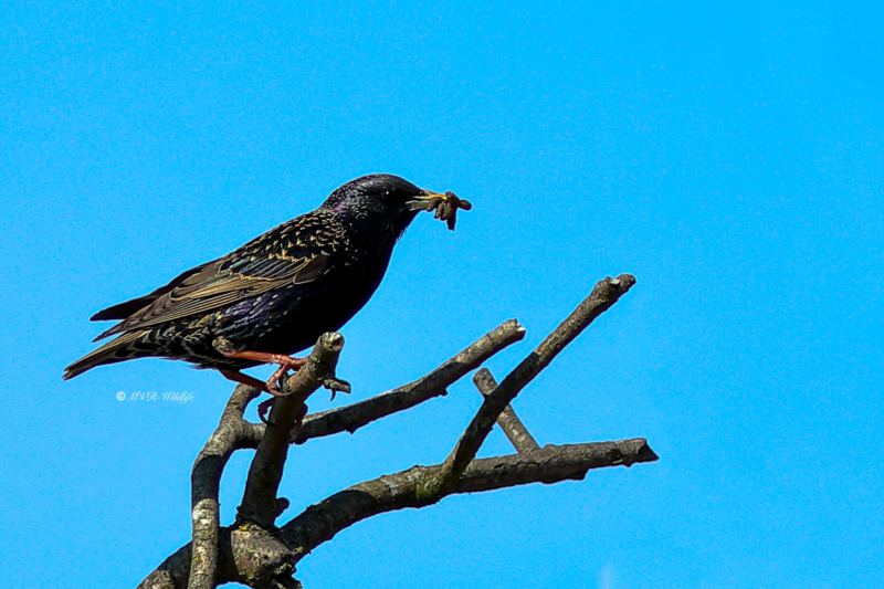 B65A9972-Spreeuw-Common-Starling-Star-Etourneau-Sansonnet-Estornino-Pinto_1