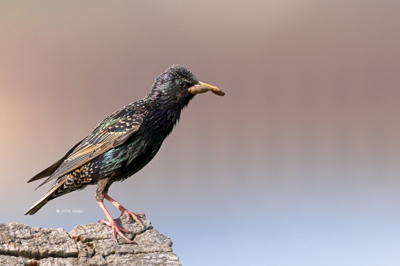 BR8A0207-Spreeuw-Common-Starling-Star-Etourneau-Sansonnet-Estornino-Pinto_1