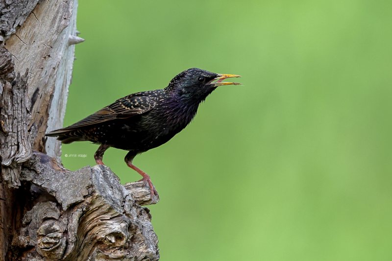 BR8A0269-Spreeuw-Common-Starling-Star-Etourneau-Sansonnet-Estornino-Pinto_1