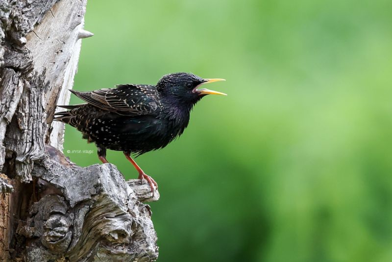 BR8A0378-Spreeuw-Common-Starling-Star-Etourneau-Sansonnet-Estornino-Pinto_1