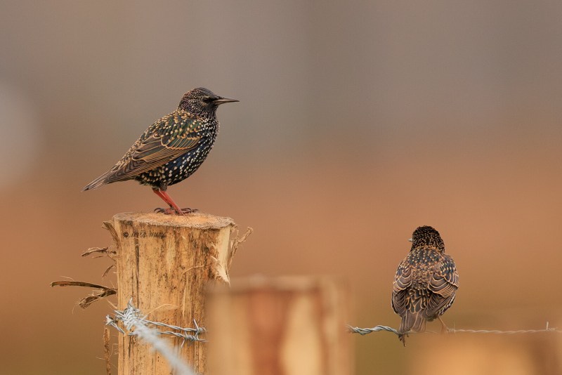 BR8A4870-Spreeuw-Common-Starling-Star-Etourneau-Sansonnet-Estornino-Pinto_1