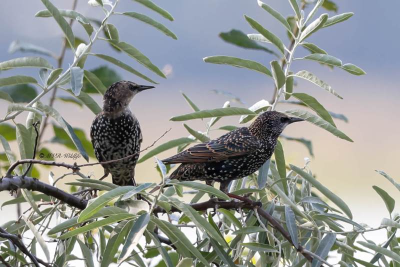 BR8A6507-Spreeuw-Common-Starling-Star-Etourneau-Sansonnet-Estornino-Pinto_1