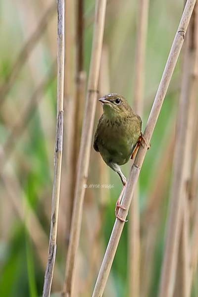 B65A2758-Sprinkhaanzanger-Common-Grasshopper-Feldschwirl-Locustelle-tachetee-Buscarla-pintoja_1
