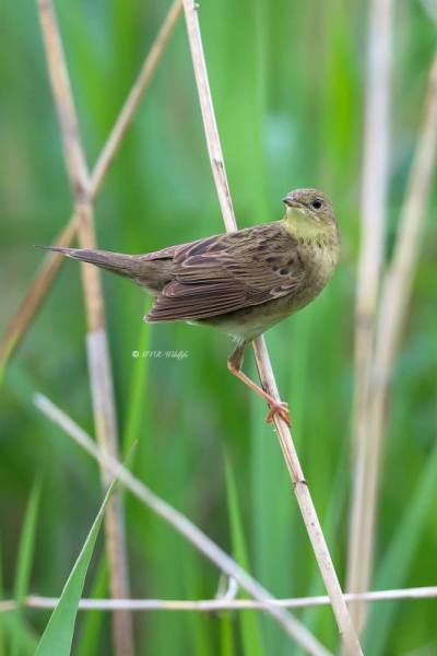 B65A2808-Sprinkhaanzanger-Common-Grasshopper-Feldschwirl-Locustelle-tachetee-Buscarla-pintoja_1