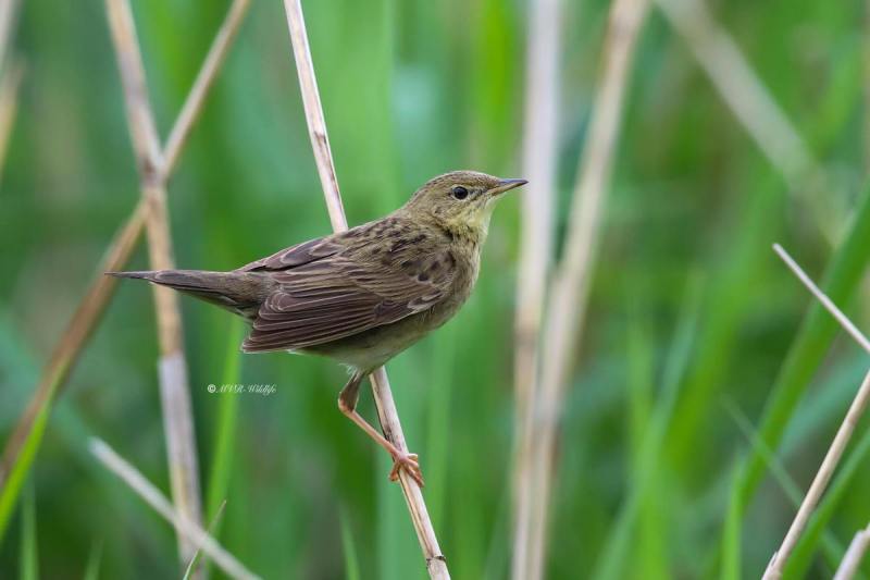B65A2810-Sprinkhaanzanger-Common-Grasshopper-Feldschwirl-Locustelle-tachetee-Buscarla-pintoja_1