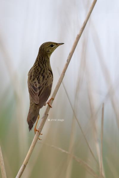 B65A2819-Sprinkhaanzanger-Common-Grasshopper-Feldschwirl-Locustelle-tachetee-Buscarla-pintoja_1