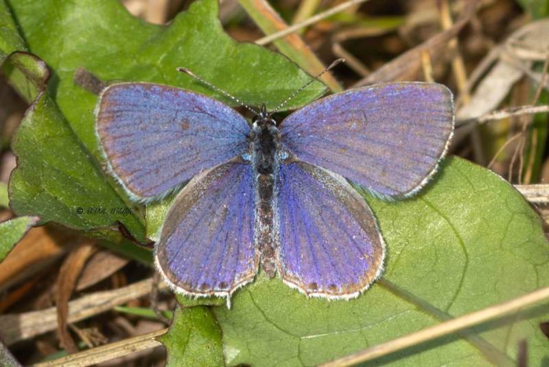 5X8A9472-Staartblauwtje-Cupido-argiades-Short-tailed-Blue-Kurzschwanziger-Blauling-Azure-du-trefle-Naranjitas-rabicorta_1