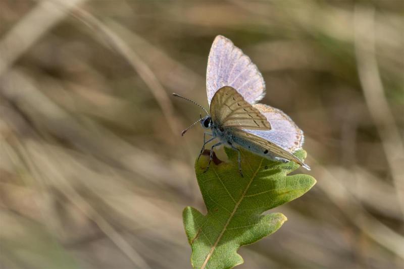 5X8A9479-Staartblauwtje-Cupido-argiades-Short-tailed-Blue-Kurzschwanziger-Blauling-Azure-du-trefle-Naranjitas-rabicorta_1