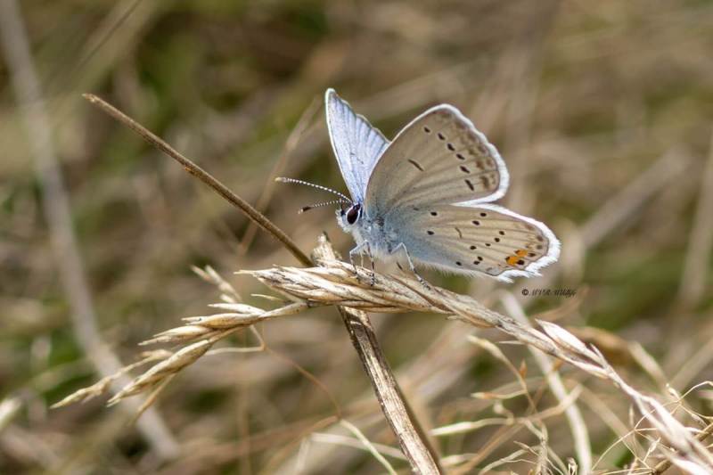 5X8A9527-Staartblauwtje-Cupido-argiades-Short-tailed-Blue-Kurzschwanziger-Blauling-Azure-du-trefle-Naranjitas-rabicorta_1