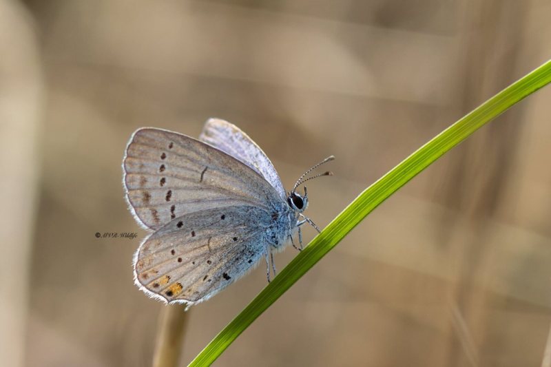 5X8A9544-Staartblauwtje-Cupido-argiades-Short-tailed-Blue-Kurzschwanziger-Blauling-Azure-du-trefle-Naranjitas-rabicorta_1