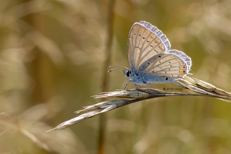 5X8A9577-Staartblauwtje-Cupido-argiades-Short-tailed-Blue-Kurzschwanziger-Blauling-Azure-du-trefle-Naranjitas-rabicorta_1